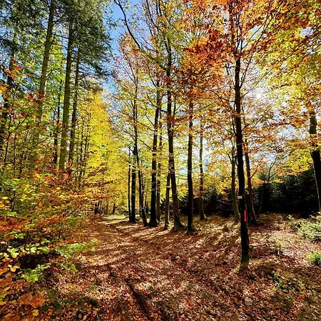 דירה Le Brasovert