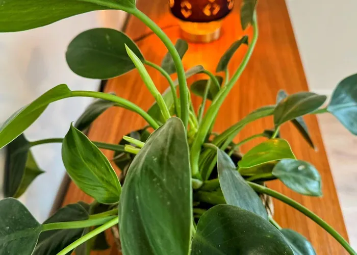 Le Brasovert Appartamento